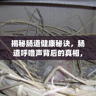揭秘肠道健康秘诀，肠道呼噜声背后的真相，百度带你探索肠道奥秘！