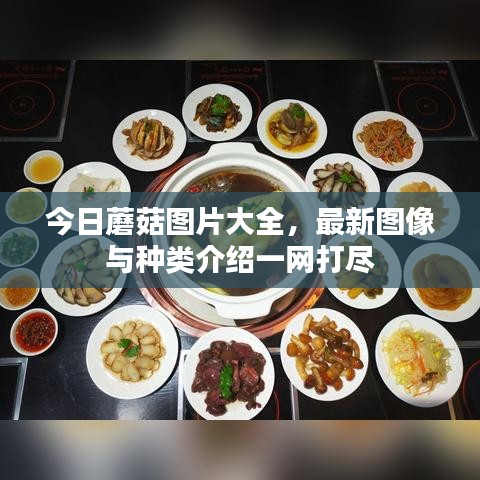 今日蘑菇图片大全，最新图像与种类介绍一网打尽