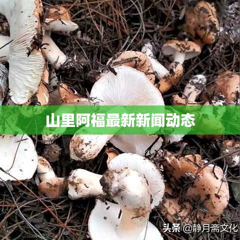 山里阿福最新新闻动态