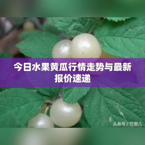 今日水果黄瓜行情走势与最新报价速递