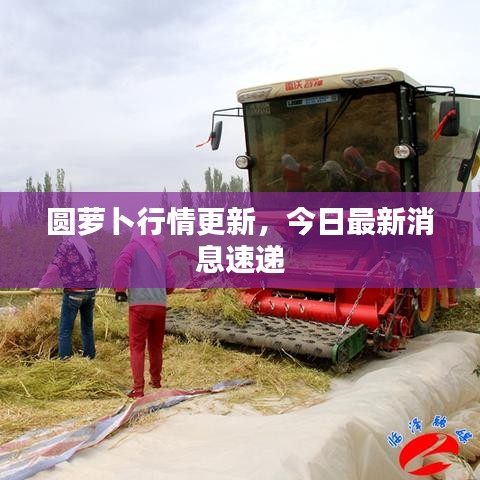 圆萝卜行情更新，今日最新消息速递