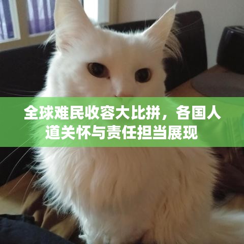 全球难民收容大比拼，各国人道关怀与责任担当展现
