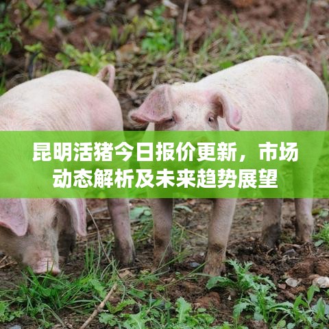 昆明活猪今日报价更新，市场动态解析及未来趋势展望