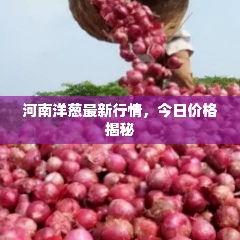 河南洋葱最新行情，今日价格揭秘