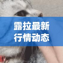 露拉最新行情动态更新，今日市场走势揭秘！