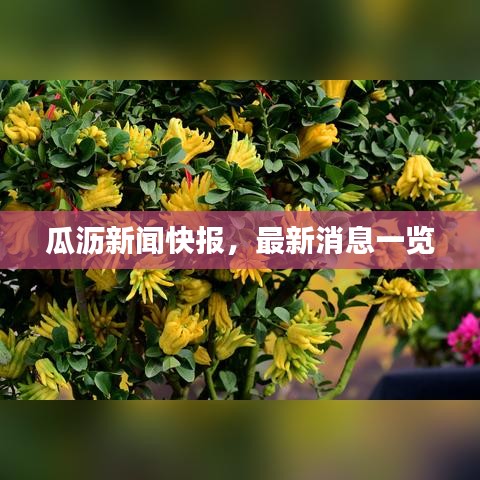 瓜沥新闻快报，最新消息一览