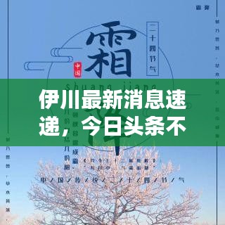 伊川最新消息速递，今日头条不容错过！