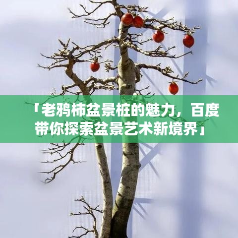 「老鸦柿盆景桩的魅力，百度带你探索盆景艺术新境界」