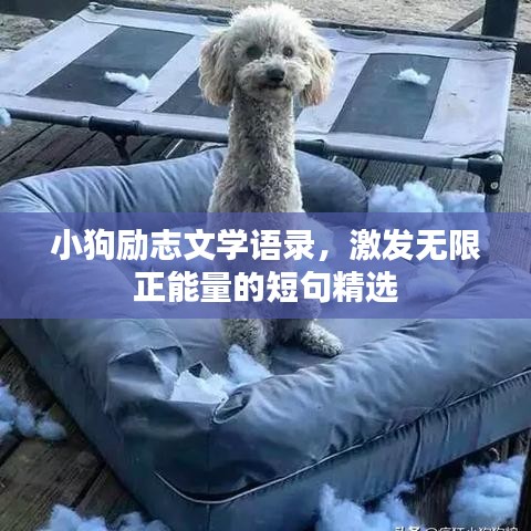 小狗励志文学语录，激发无限正能量的短句精选