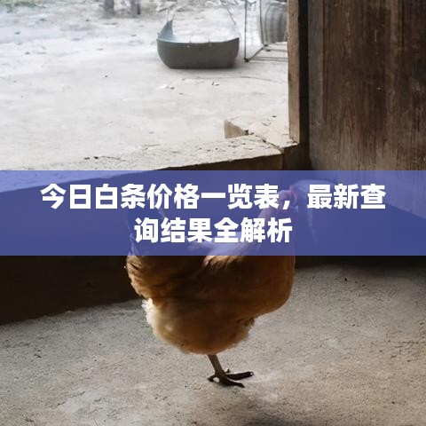 今日白条价格一览表，最新查询结果全解析