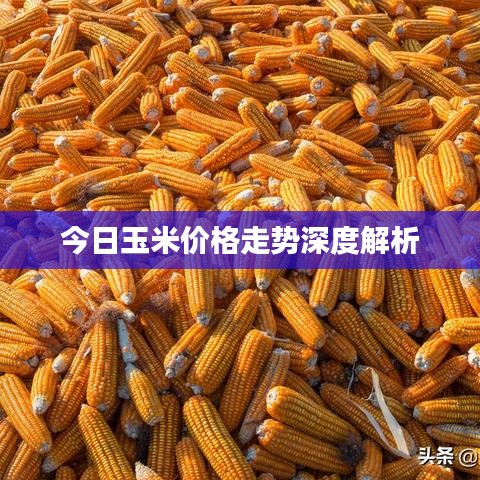 今日玉米价格走势深度解析
