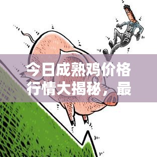 今日成熟鸡价格行情大揭秘，最新报价一网打尽！