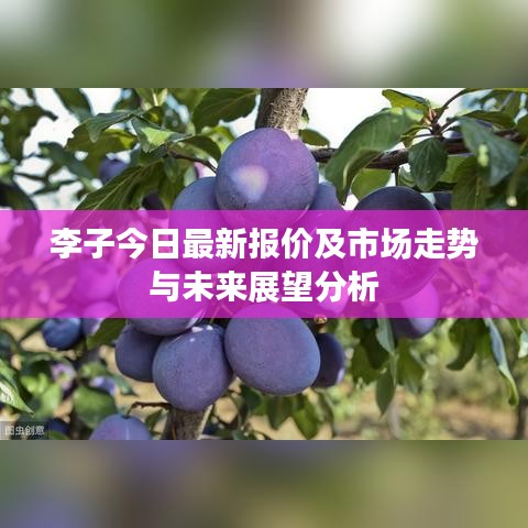 李子今日最新报价及市场走势与未来展望分析