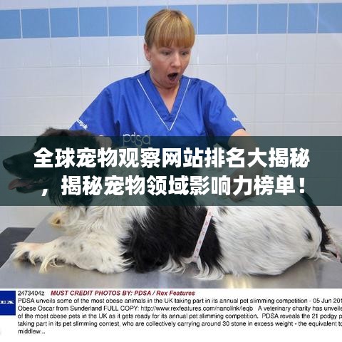全球宠物观察网站排名大揭秘，揭秘宠物领域影响力榜单！