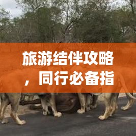旅游结伴攻略，同行必备指南，打造完美旅行体验！