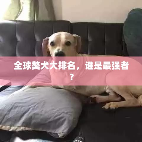 全球獒犬大排名，谁是最强者？