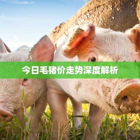 今日毛猪价走势深度解析
