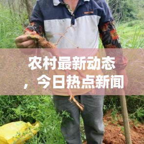 农村最新动态，今日热点新闻速递