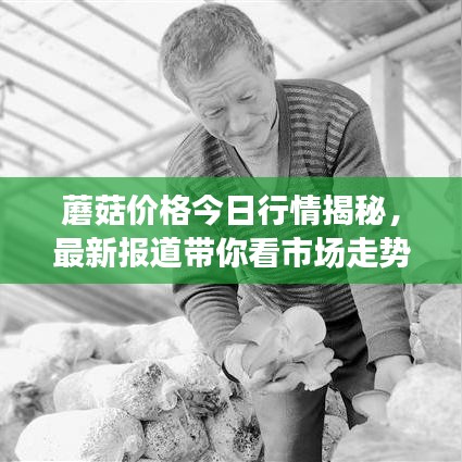 蘑菇价格今日行情揭秘，最新报道带你看市场走势