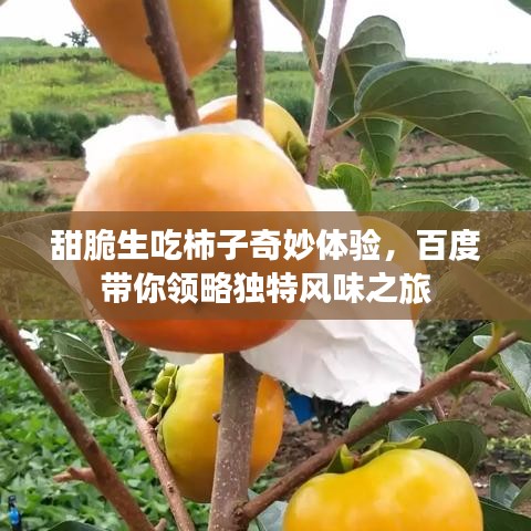 甜脆生吃柿子奇妙体验，百度带你领略独特风味之旅