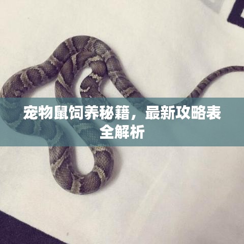 宠物鼠饲养秘籍，最新攻略表全解析