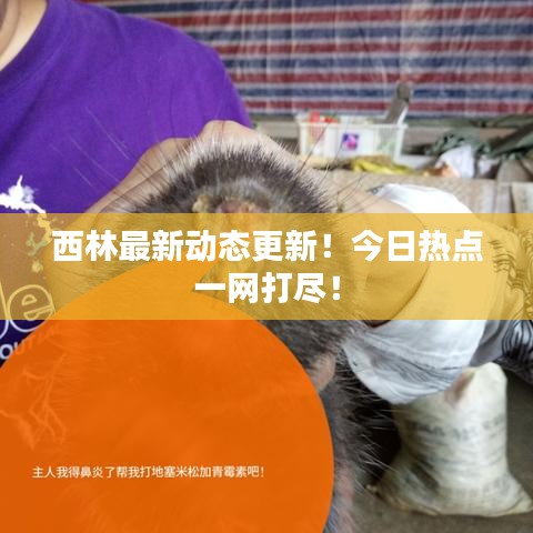 西林最新动态更新！今日热点一网打尽！