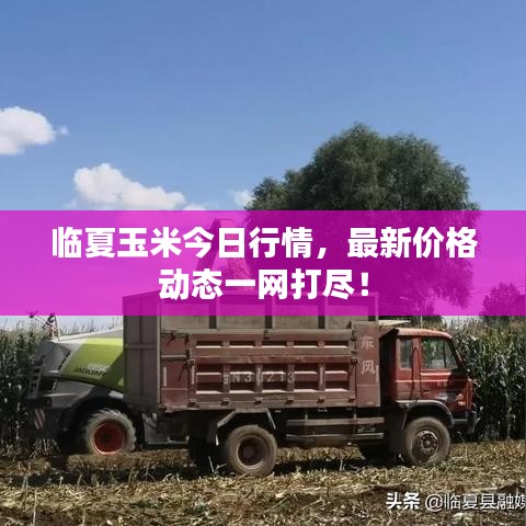 临夏玉米今日行情，最新价格动态一网打尽！