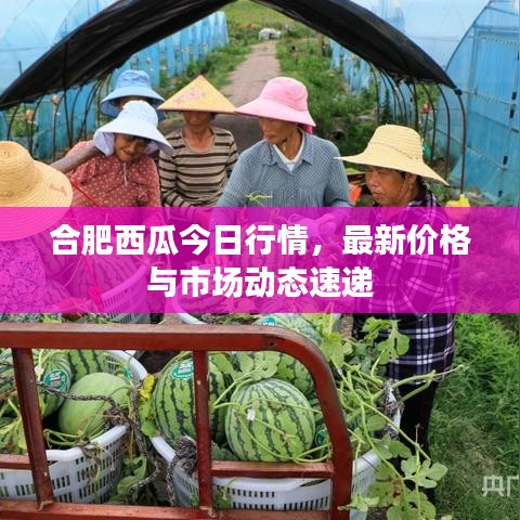 合肥西瓜今日行情，最新价格与市场动态速递
