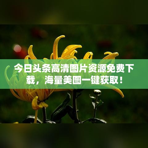 今日头条高清图片资源免费下载，海量美图一键获取！