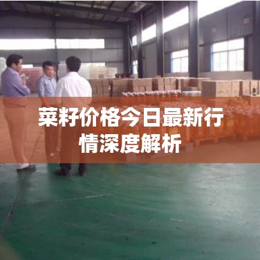 菜籽价格今日最新行情深度解析
