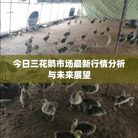 今日三花鹅市场最新行情分析与未来展望