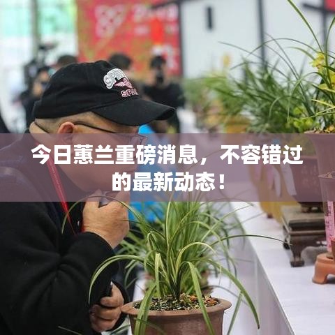 今日蕙兰重磅消息，不容错过的最新动态！