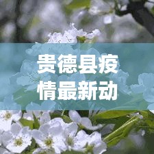 眉清目秀