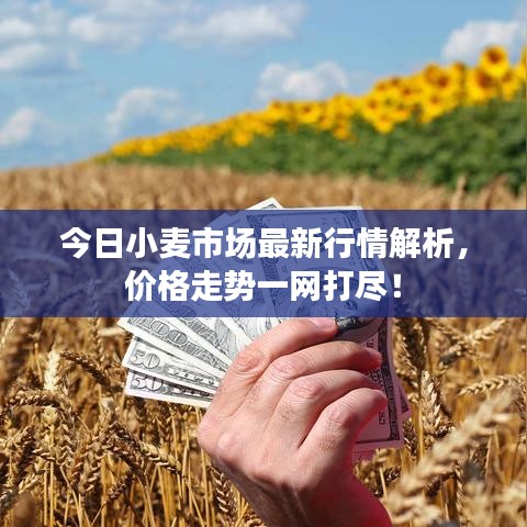 今日小麦市场最新行情解析，价格走势一网打尽！