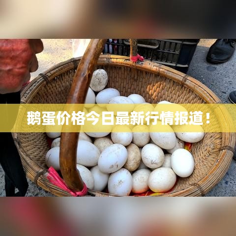 鹅蛋价格今日最新行情报道！