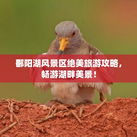 鄱阳湖风景区绝美旅游攻略，畅游湖畔美景！