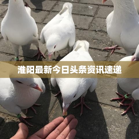 淮阳最新今日头条资讯速递