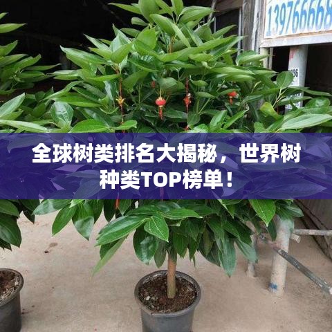 全球树类排名大揭秘，世界树种类TOP榜单！