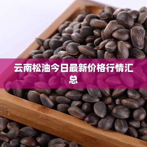 云南松油今日最新价格行情汇总