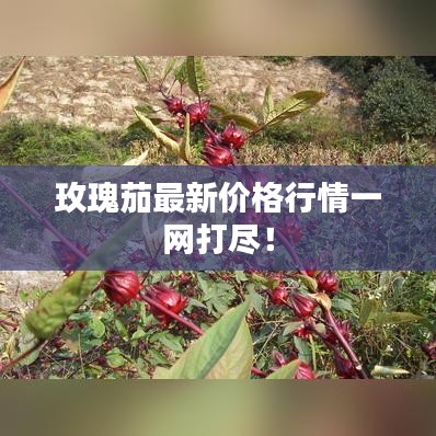 玫瑰茄最新价格行情一网打尽！