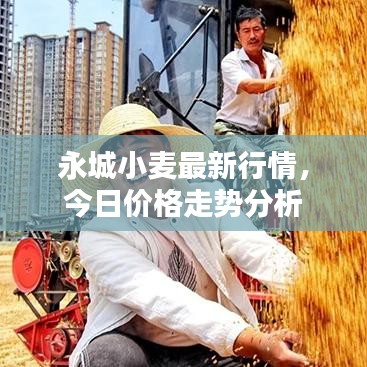 永城小麦最新行情，今日价格走势分析