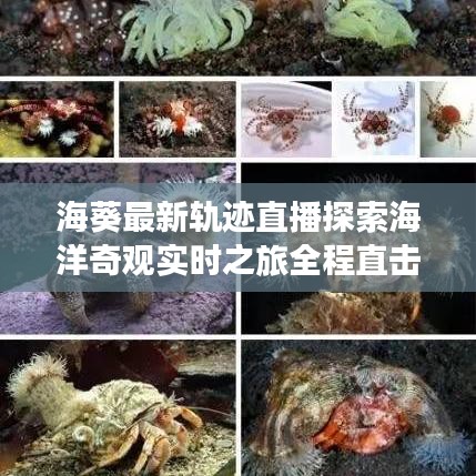 海葵最新轨迹直播探索海洋奇观实时之旅全程直击