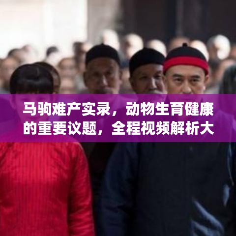 马驹难产实录，动物生育健康的重要议题，全程视频解析大全集