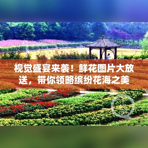视觉盛宴来袭！鲜花图片大放送，带你领略缤纷花海之美