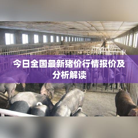今日全国最新猪价行情报价及分析解读