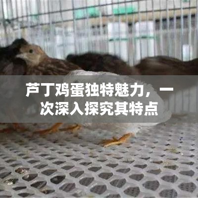 芦丁鸡蛋独特魅力，一次深入探究其特点