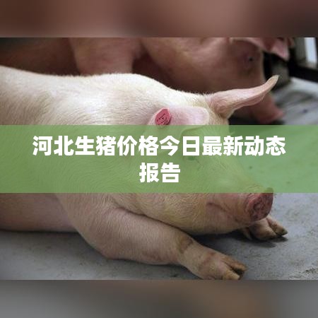 河北生猪价格今日最新动态报告
