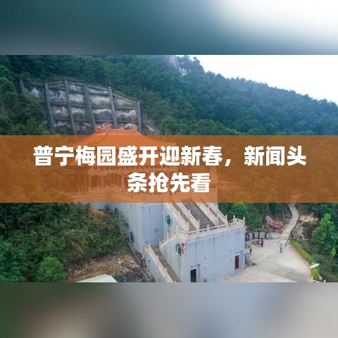 普宁梅园盛开迎新春，新闻头条抢先看