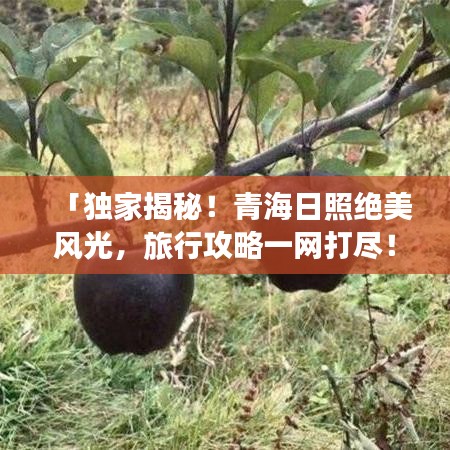 「独家揭秘！青海日照绝美风光，旅行攻略一网打尽！」