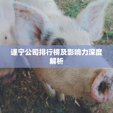 遂宁公司排行榜及影响力深度解析